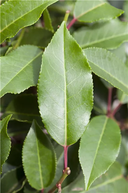 Prunus lusitanica 'Angustifolia', Spalier, Portugiesische Lorbeerkirsche  'Angustifolia' Spalier