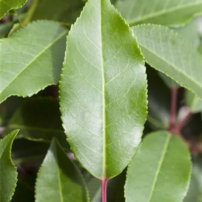 im Container 80 - 100cm - Portugiesische Lorbeerkirsche 'Angustifolia' - Prunus lusitanica 'Angustifolia' Solitär