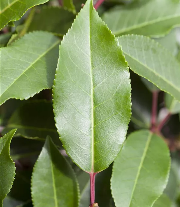 Prunus lusitanica 'Angustifolia' Solitär