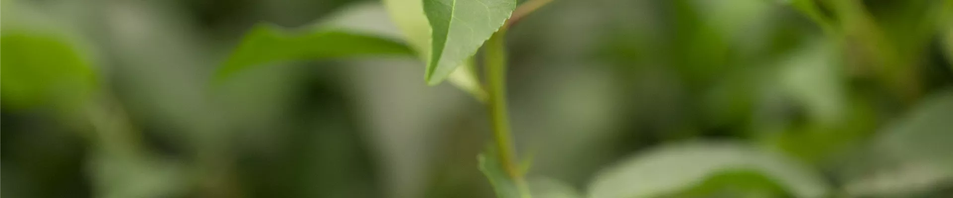 GS425194.jpg GS425194.jpg