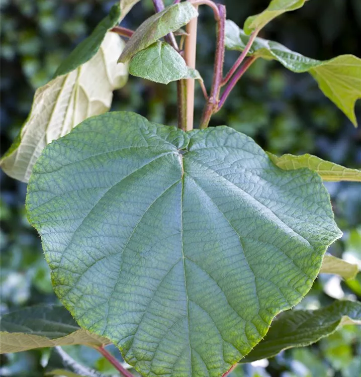 Kiwi 'Matua'