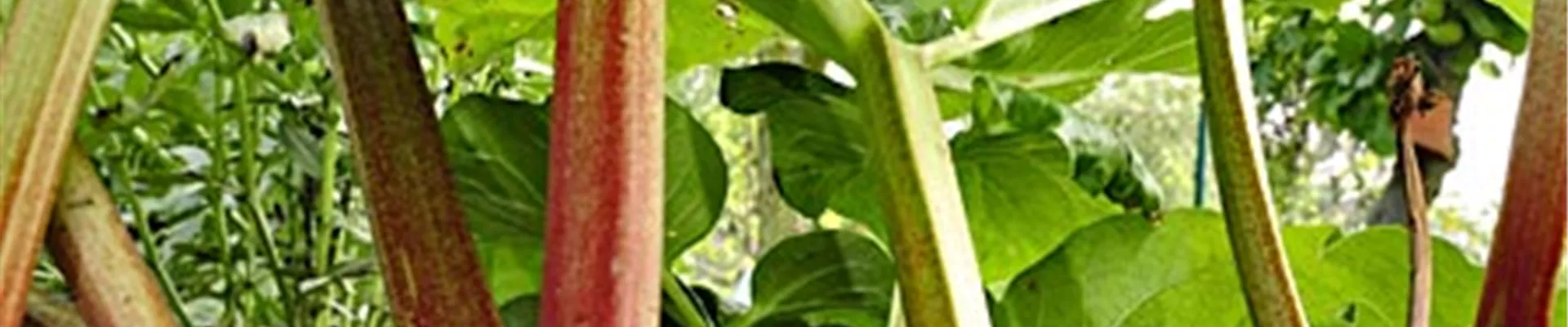 Bodendecker online kaufen | Bauer Baumschulen AG Bodendecker online kaufen | Bauer Baumschulen AG