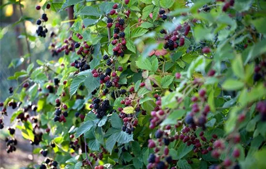 Rubus (Brombeere) 'Loch Ness' ('Nessy')