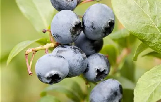 Vaccinium (Kulturheidelbeere) 'Reka'