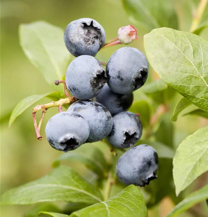 Kulturheidelbeere - Vaccinium (Kulturheidelbeere) 'Reka'