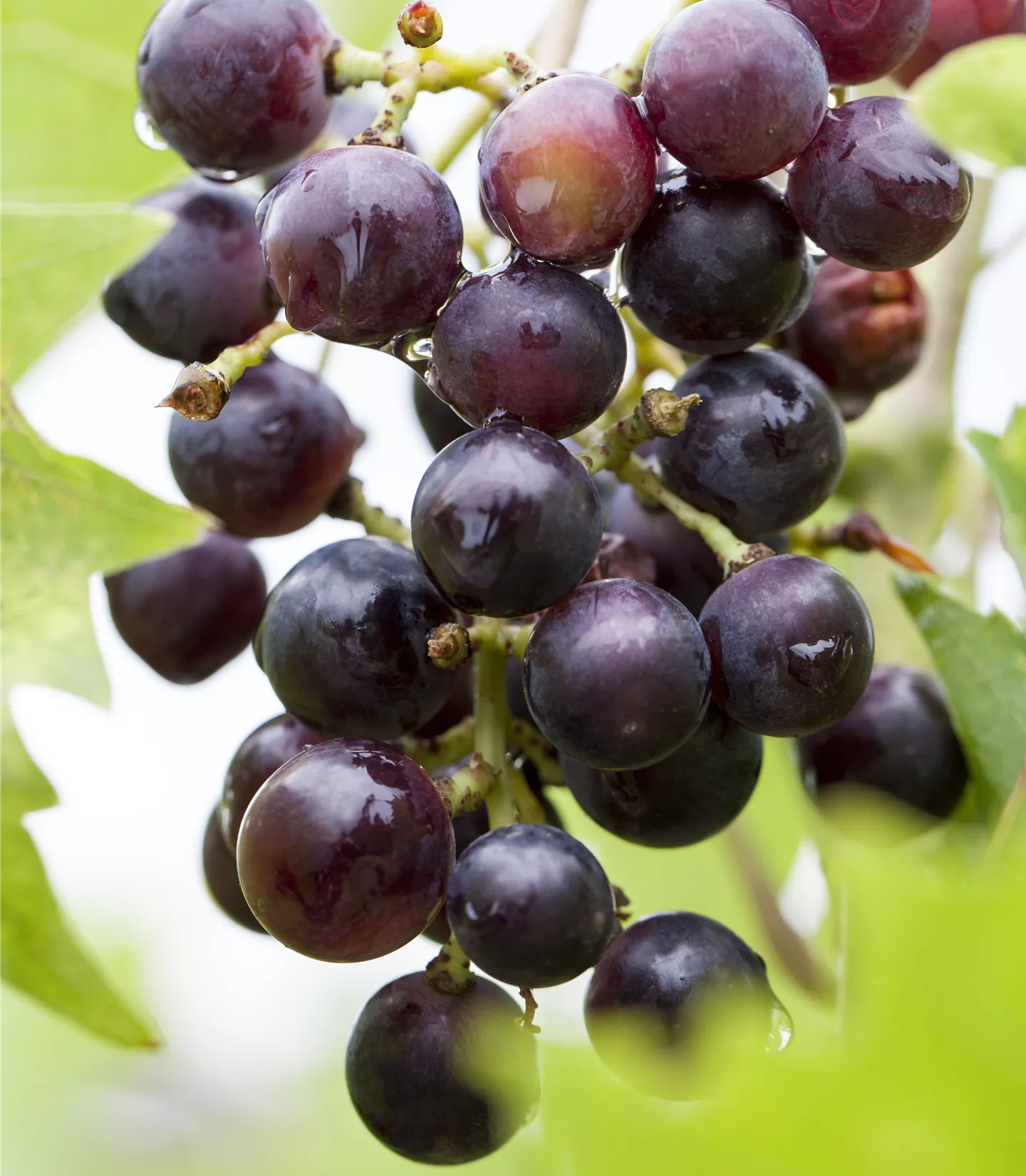 Vitis (Tessinertraube) 'Magliasina'