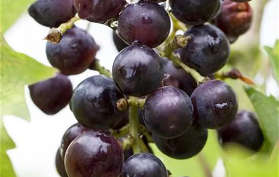 Vitis (Tessinertraube) 'Magliasina'
