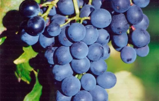 Vitis (Hybridrebe) 'Muscat Bleu'