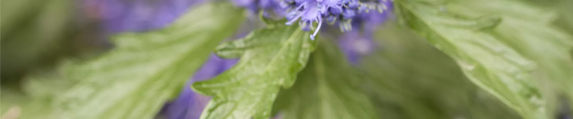 Bodendecker online kaufen | Bauer Baumschulen AG Bodendecker online kaufen | Bauer Baumschulen AG