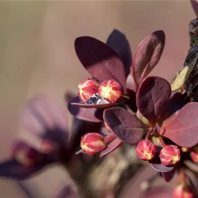 Topfgrösse 3 Liter Höhe 40-60cm - Grüne Heckenberberitze Heckenpflanze - Berberis thunbergii Heckenpflanze