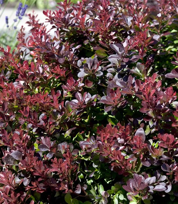 Berberis thunbergii 'Atropurpurea' Solitär