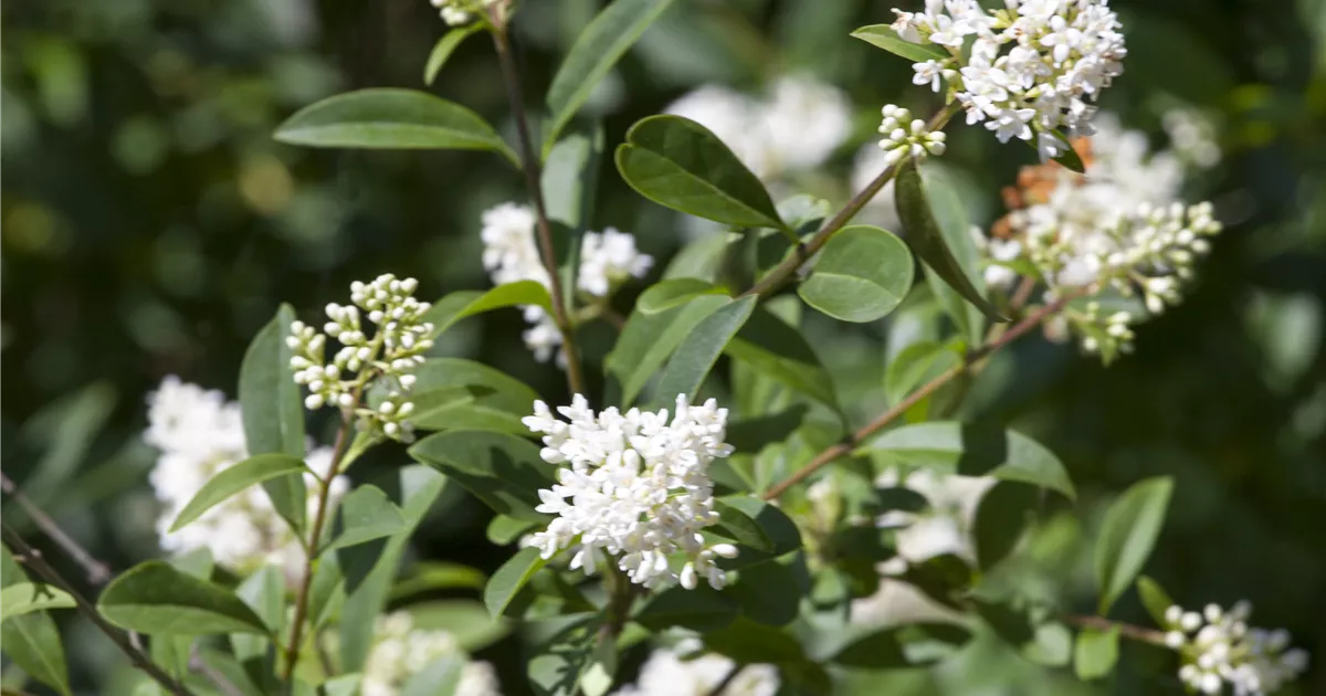 Ligustrum ovalifolium - Heckenpflanze, Ovalblttriger Liguster