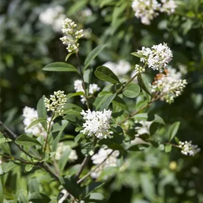 Topfgröße 3 Liter Höhe 60-80cm - Ovalblättriger Liguster Heckenpflanze - Ligustrum ovalifolium Heckenpflanze