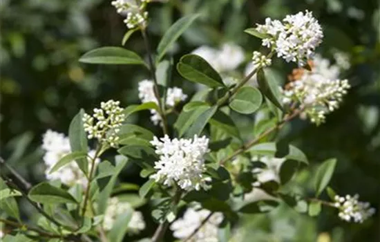 Ligustrum ovalifolium Heckenpflanze