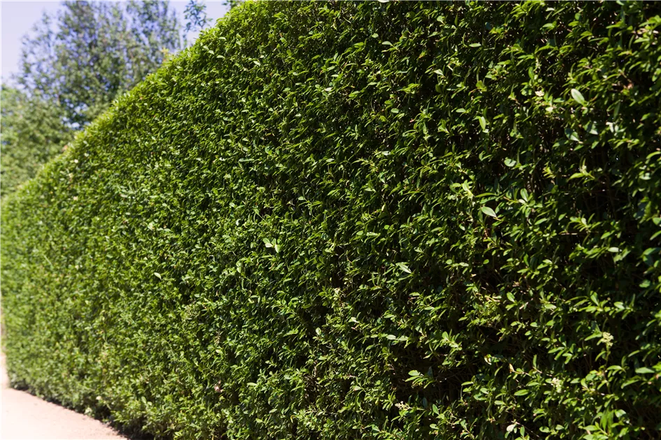 Ligustrum ovalifolium - Heckenpflanze, Ovalblttriger Liguster