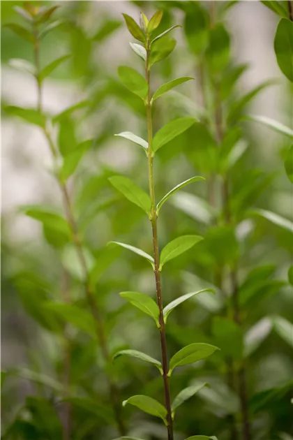 Ligustrum vulgare 'Atrovirens' Solitr, Gemeiner Liguster
