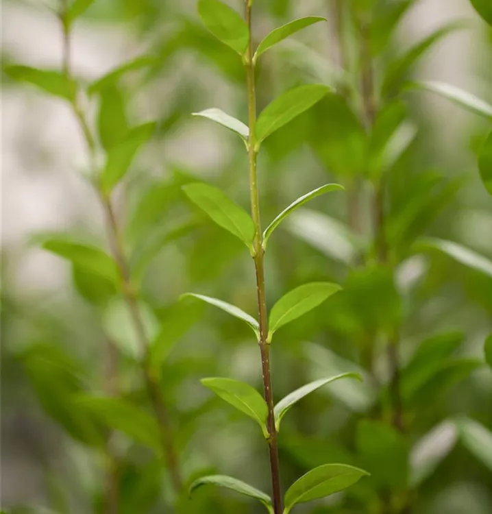 Gemeiner Liguster - Ligustrum vulgare 'Atrovirens' Solitär