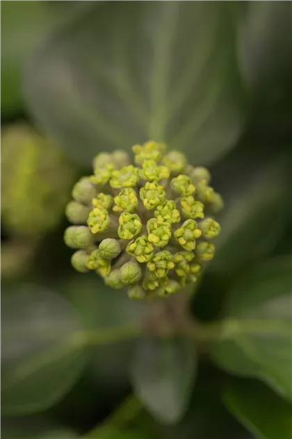 Hedera hibernica 'Arbori Compact', Strauch-Efeu 'Arbori Compact'