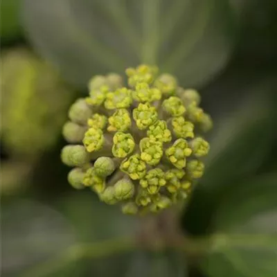 im Container Höhe 20-30cm - Strauch-Efeu 'Arbori Compact' - Hedera hibernica 'Arbori Compact'