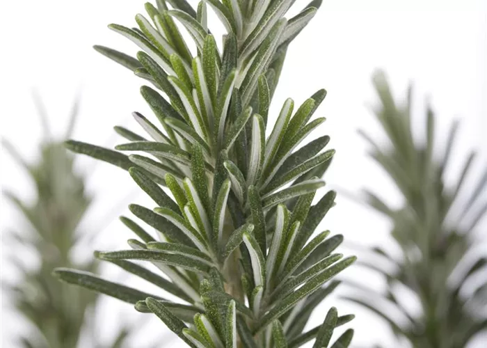 Rosmarinus officinalis Rosmarinus officinalis