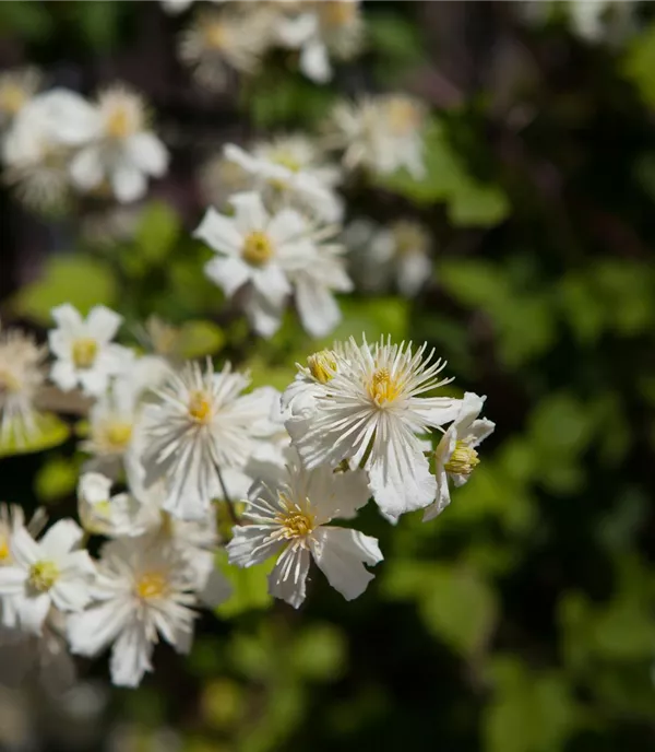 Clematis 'Summer Snow'