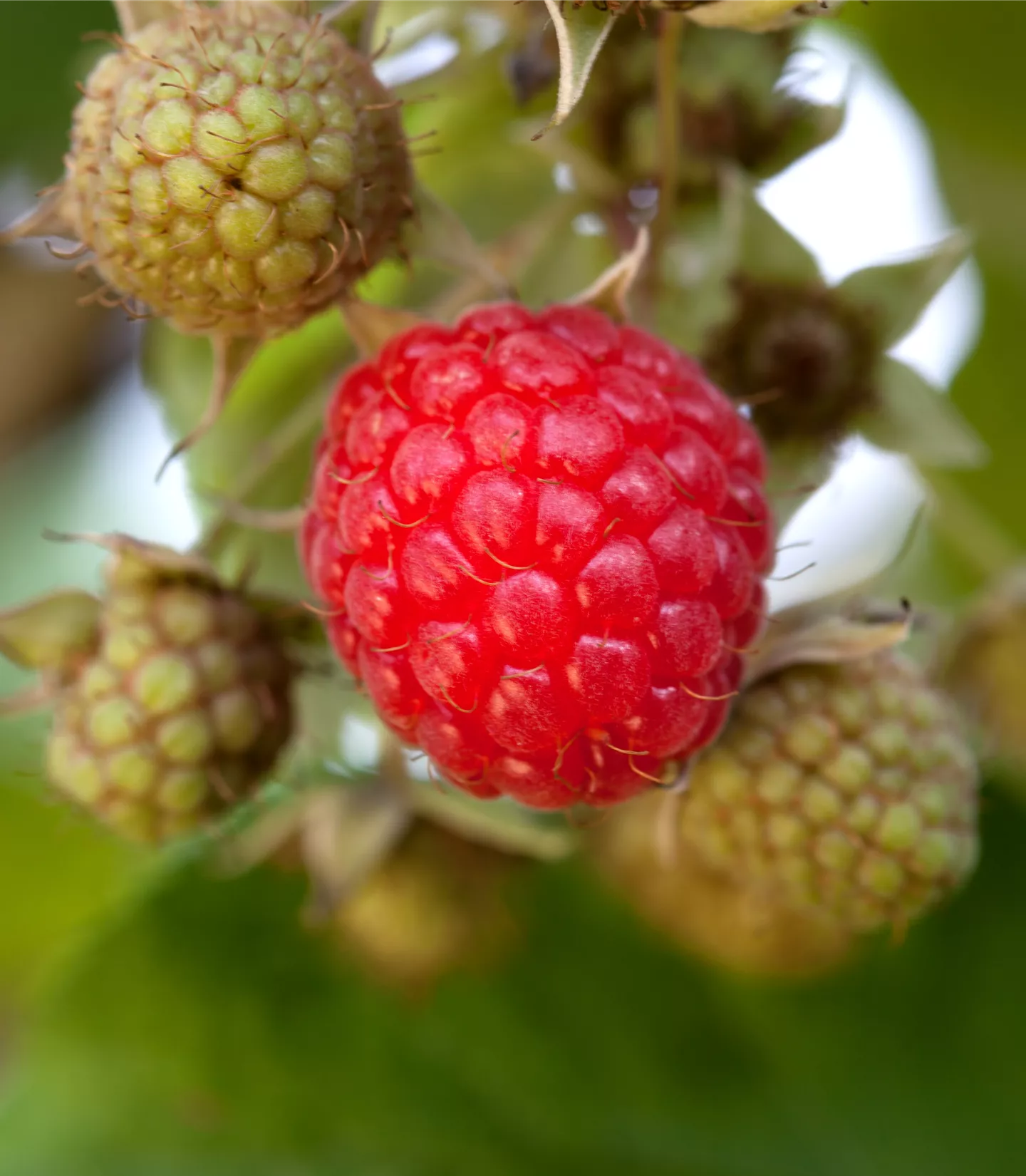 Rubus (Himbeere) 'Willamette'