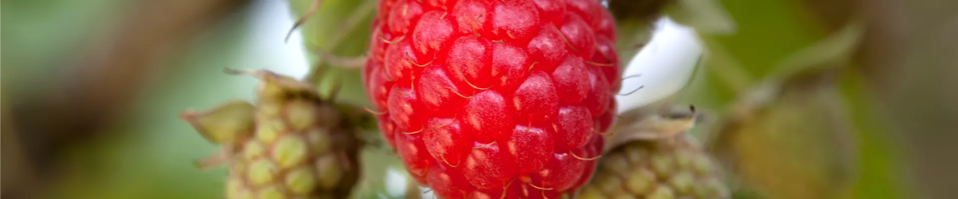 Bodendecker online kaufen | Bauer Baumschulen AG Bodendecker online kaufen | Bauer Baumschulen AG