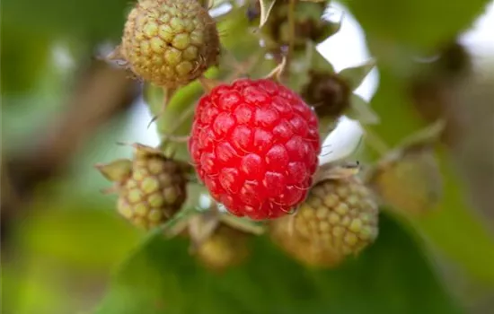 Rubus (Himbeere) 'Willamette'