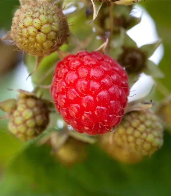 Rubus (Himbeere) 'Willamette'