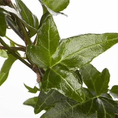 Topfgrösse 0.5 Liter - Efeu - Hedera helix