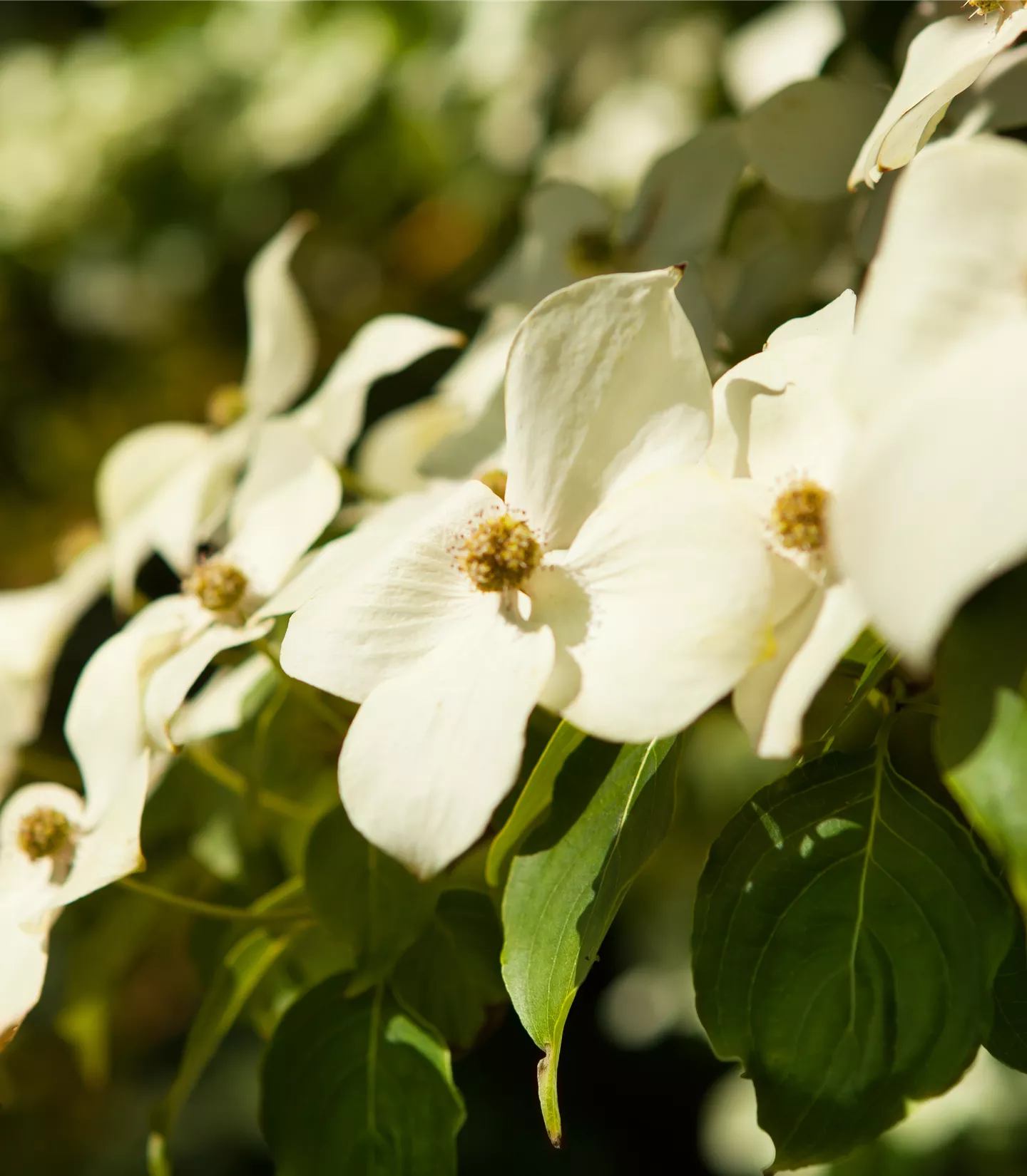 Cornus kousa var. chinensis
