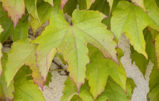 Hedera helix kleinblttrig, Gemeiner Efeu kleinblttrig