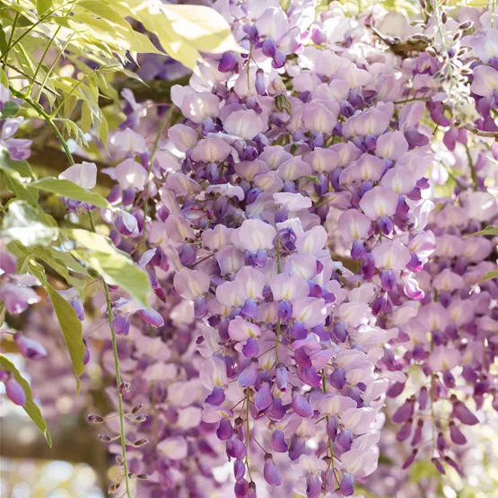 Blauregen Wisteria sinensis kaufen - violettblaue Blütentrauben