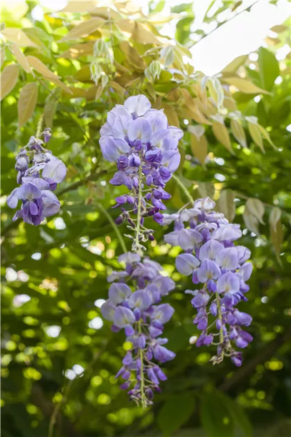 Wisteria sinensis, Chinesischer Blauregen