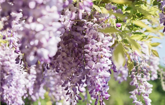 Wisteria sinensis rosa