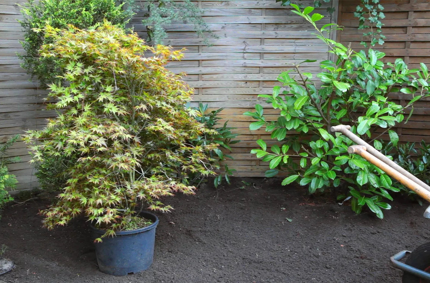 Fächer-Ahorn - Einpflanzen im Garten