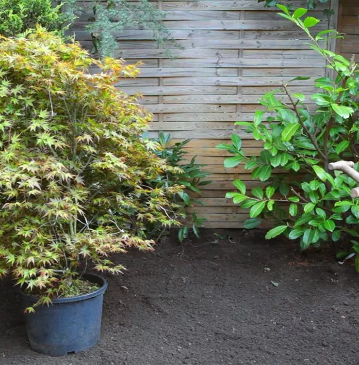 Fächer-Ahorn - Einpflanzen im Garten