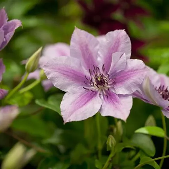 Clematis 'Nelly Moser' kaufen - grossblumige Waldrebe