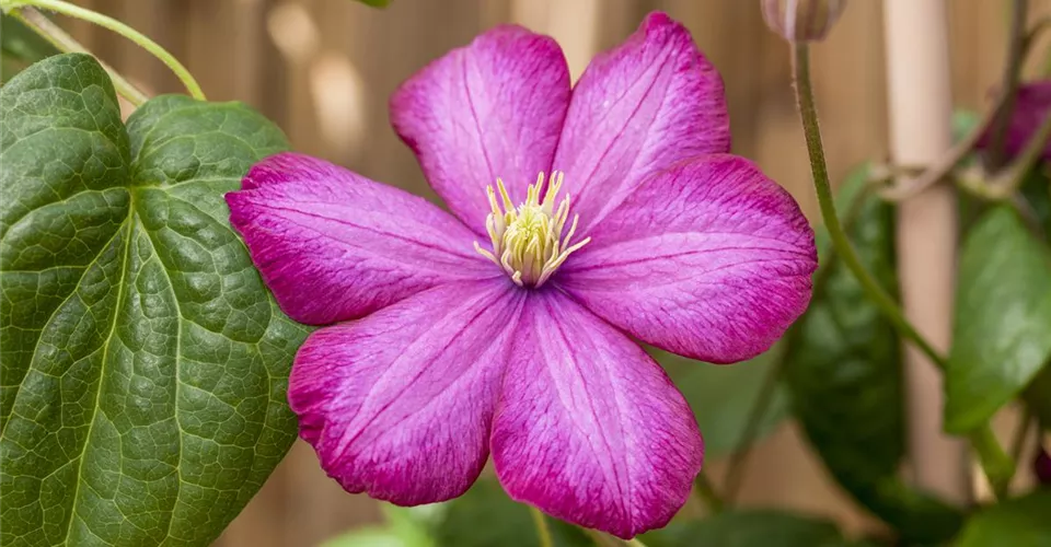 Acheter des plantes grimpantes fleuries