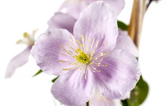 Clematis montana var. rubens