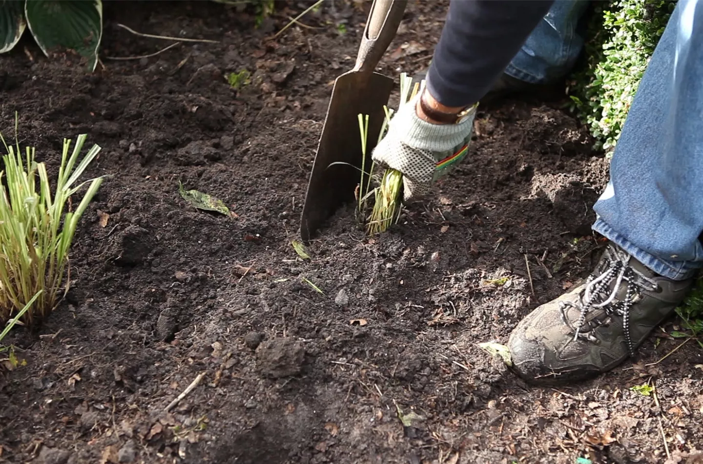 Gräser - Vermehren im Frühling