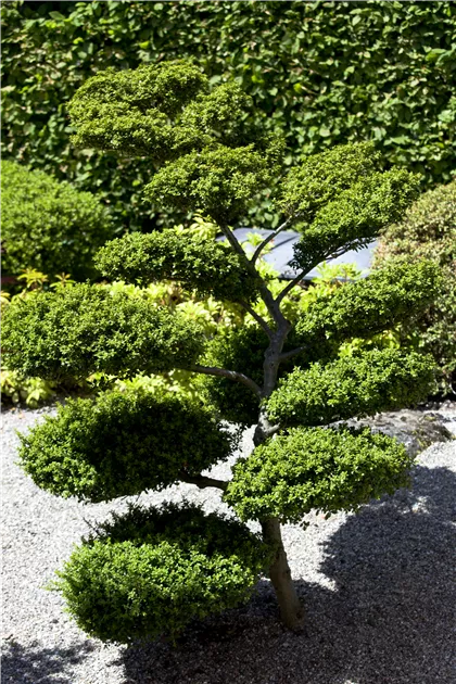 Ilex crenata Bonsai, Japan-Stechpalme Bonsai