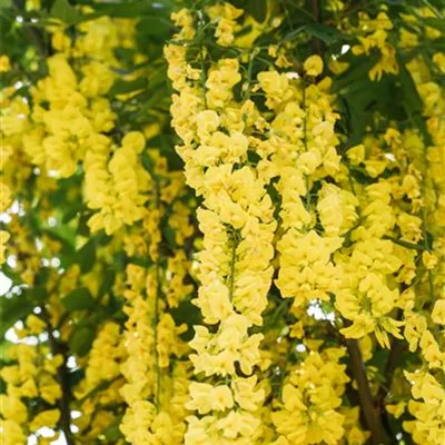 im Container 80 - 100 - Voss Goldregen - Laburnum watereri (x) 'Vossii'