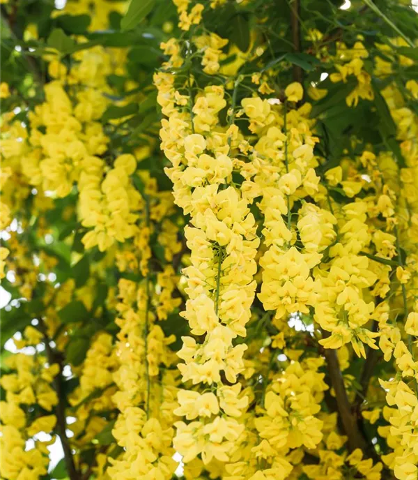 Laburnum watereri (x) 'Vossii'