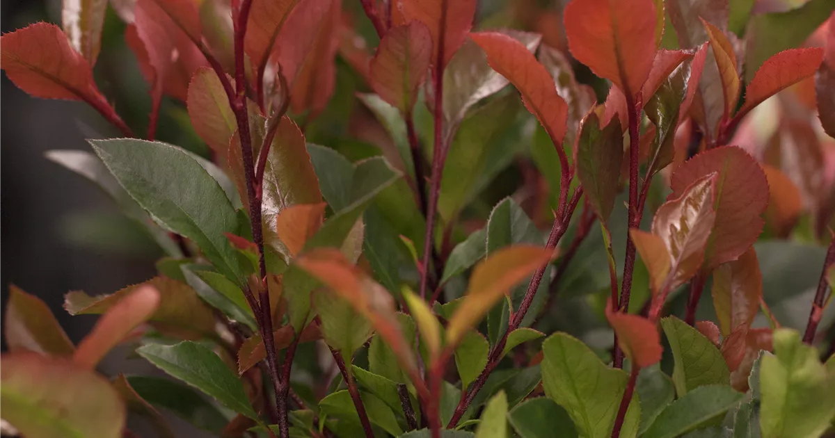 Photinia fraseri (x) 'Compacta' - Spalier, Glanzmispel