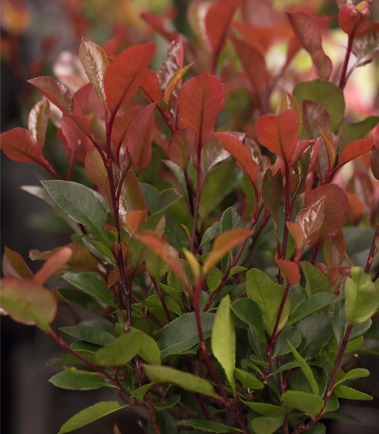 Photinia fraseri (x) 'Little Red Robin' Photinia fraseri (x) 'Little Red Robin'