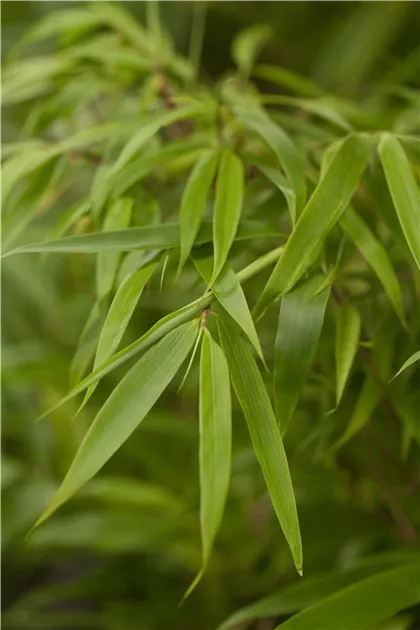 Fargesia murieliae 'Rufa', Bambus