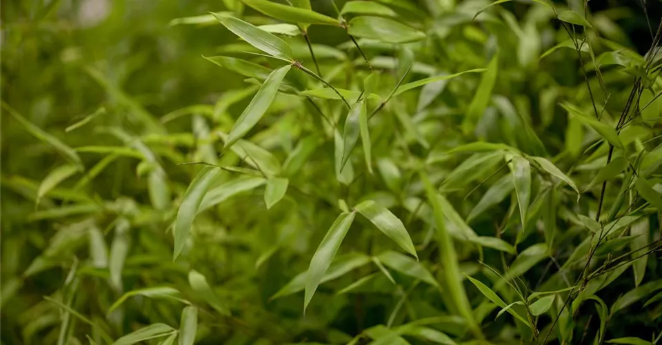 Acheter du bambou pour le jardin