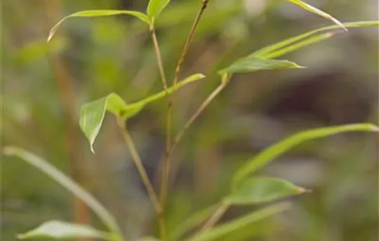 Phyllostachys aureosulcata 'Spectabilis'
