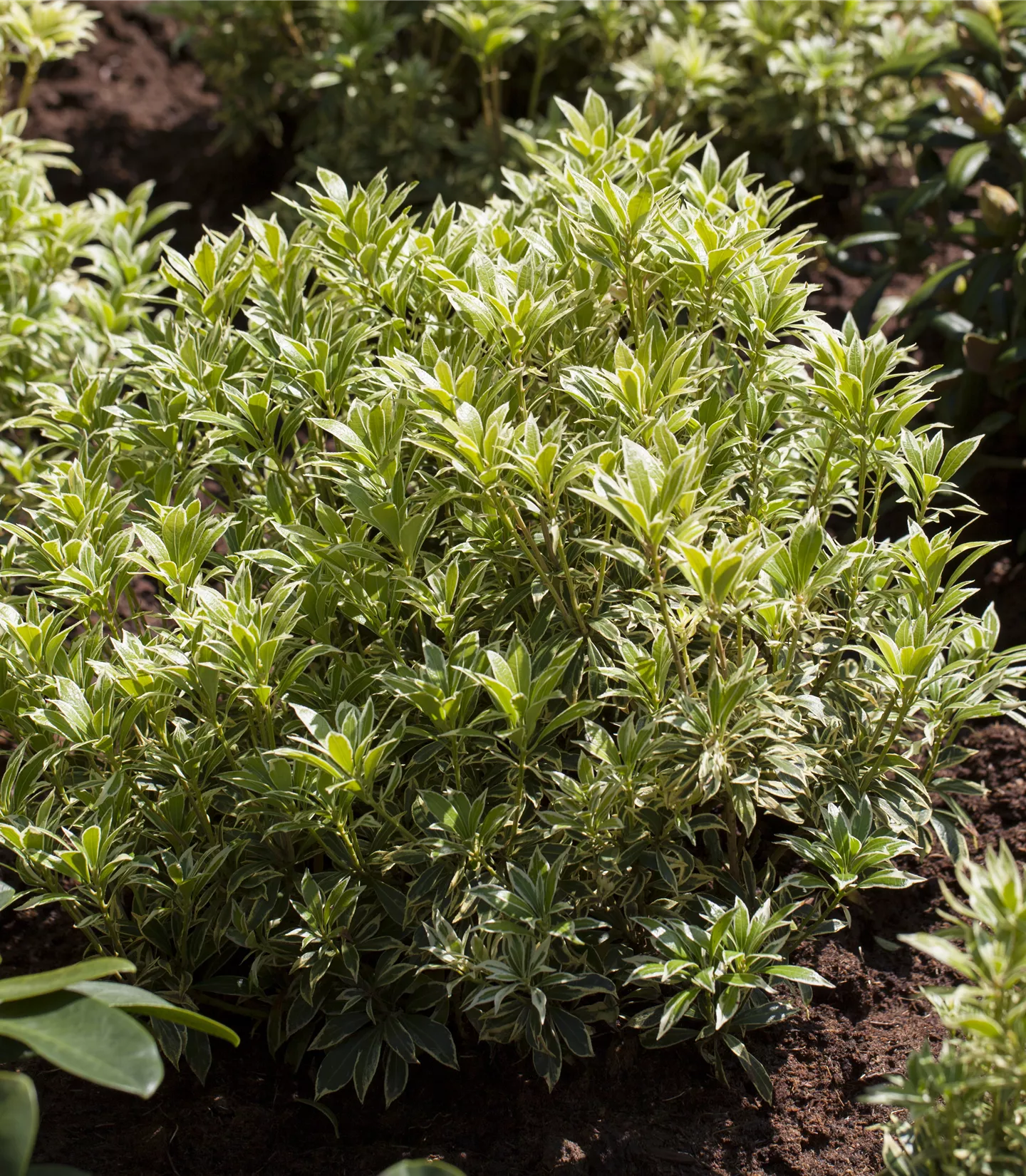 Pieris japonica 'Variegata'